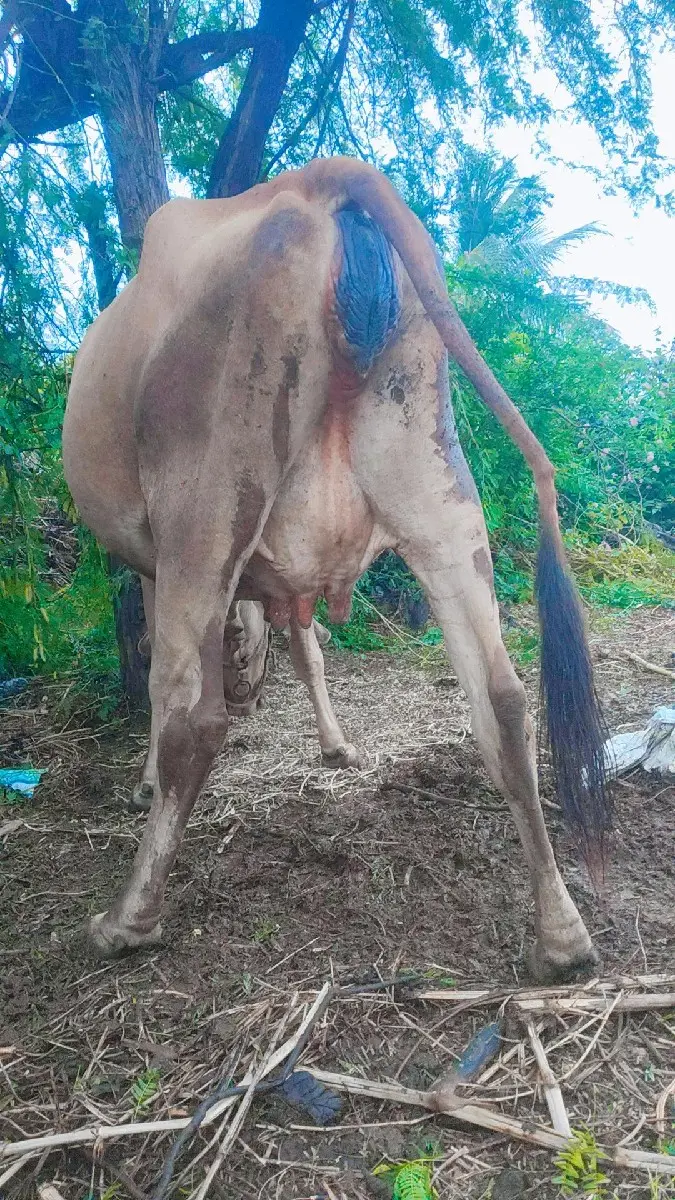 ગાય વેચવા ની   9104427498