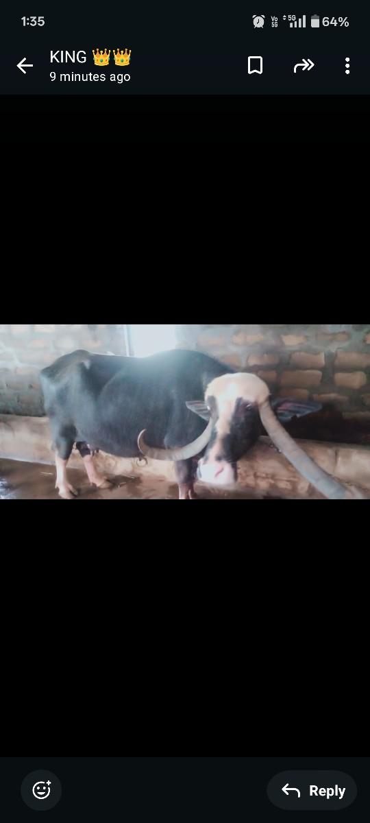 ભેસ વેચવાની છે