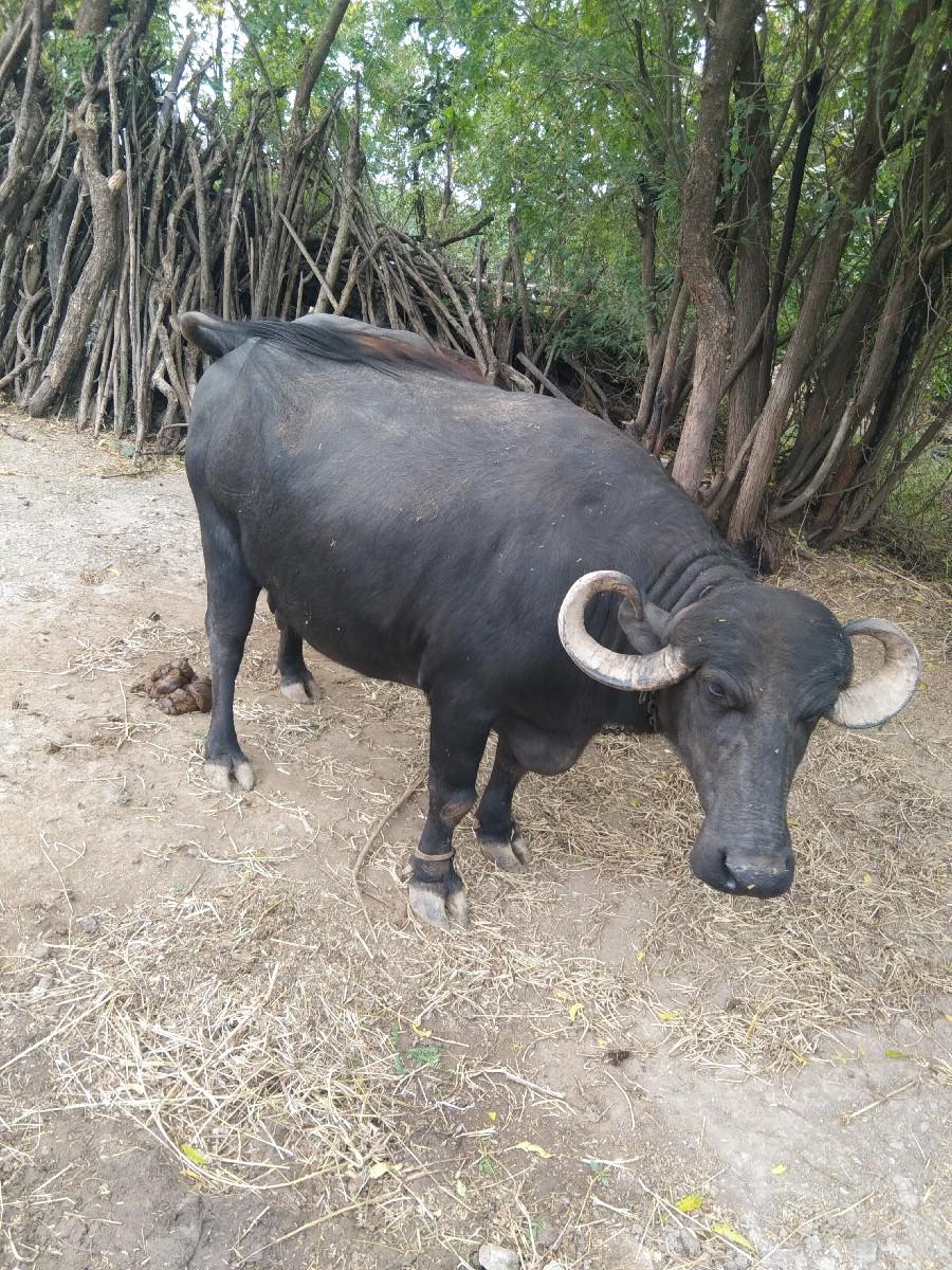 વેચવાની છે