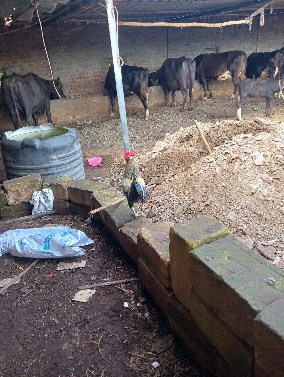 કુકડા વેસવા ના સે