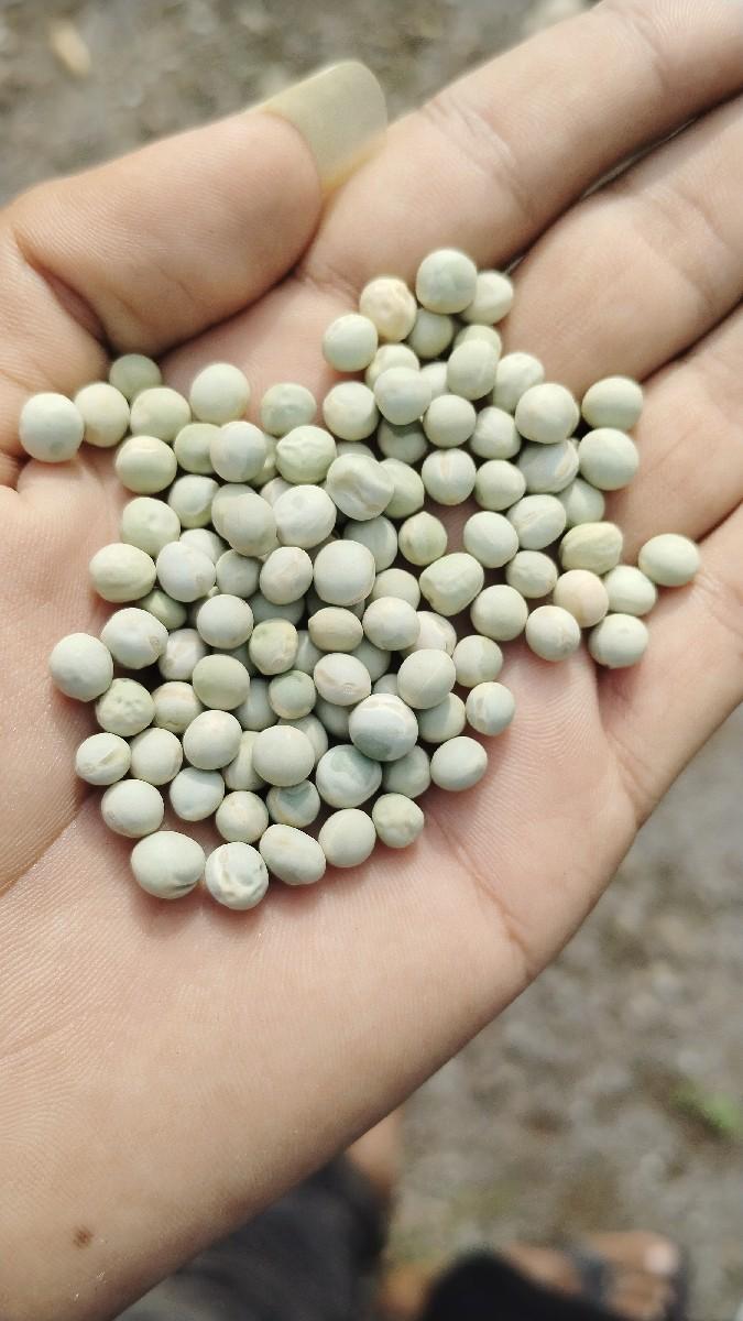 વટાણા બિયારણ માટે વેચવા ના છે