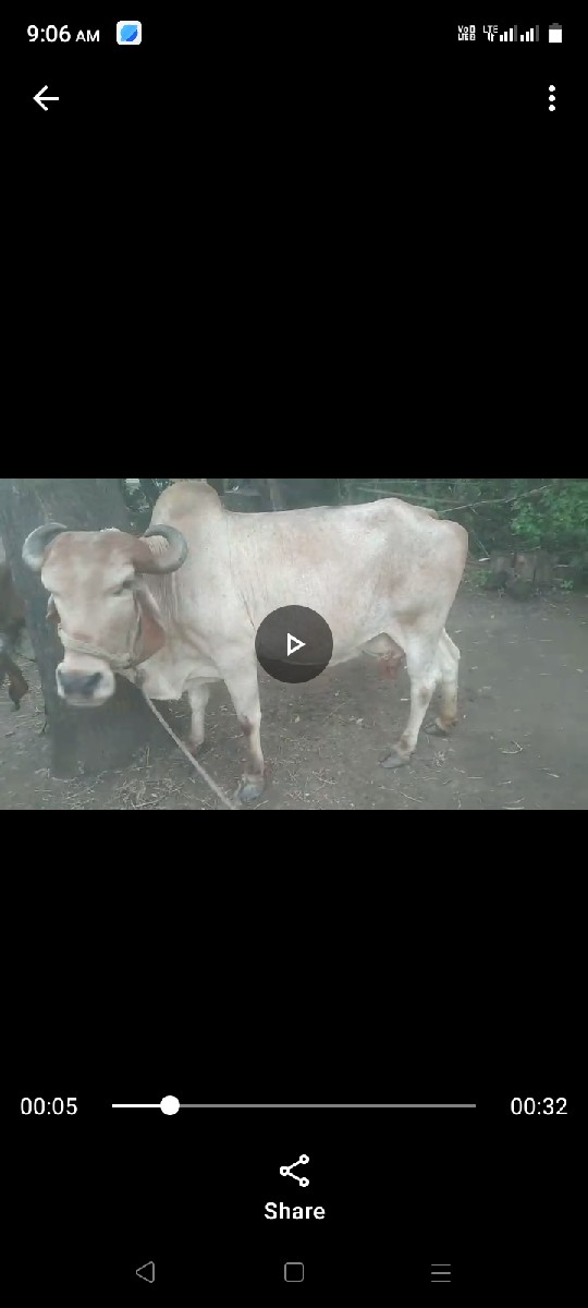 2, ઞાય વેશવાની છે, ભેંશ વેચવાની