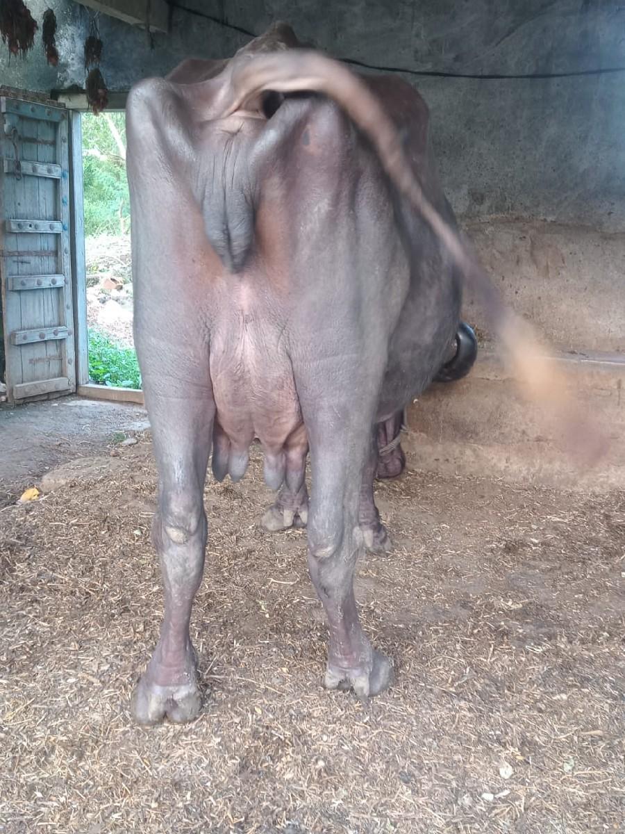 તિજૂ વેતવાણીસે નીસે. પાડી