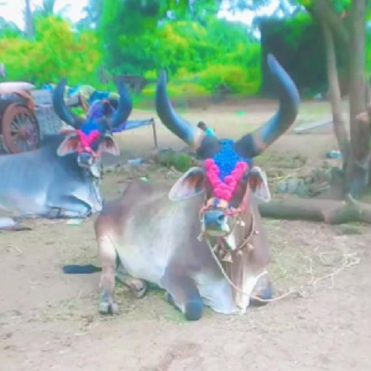 થંબનેલ 2