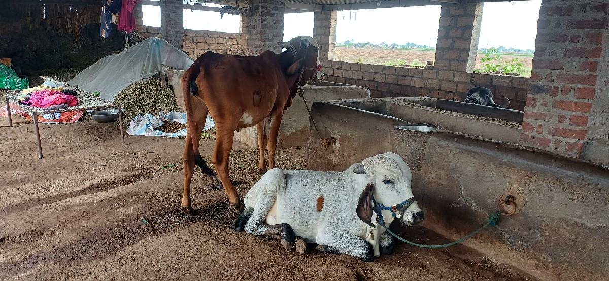 2 vachdi vechvani che