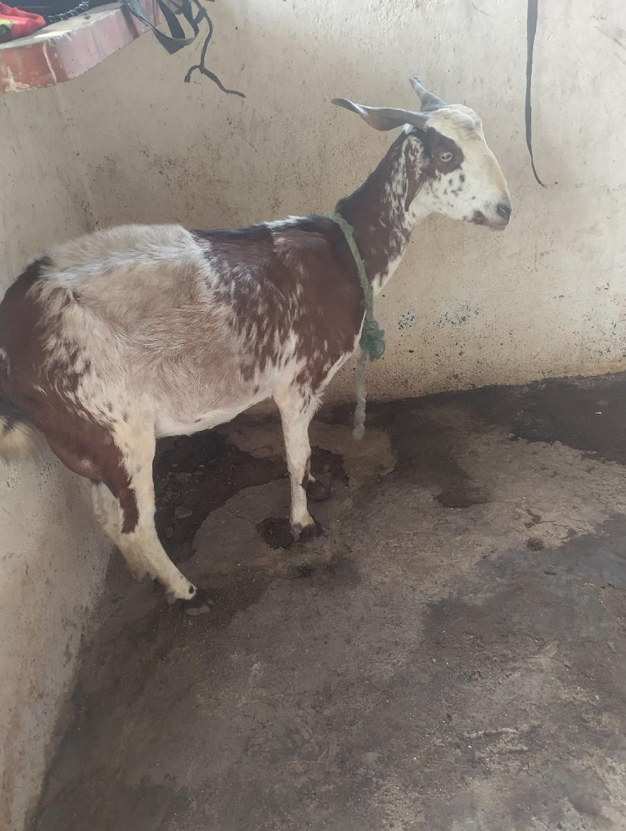 થંબનેલ 1