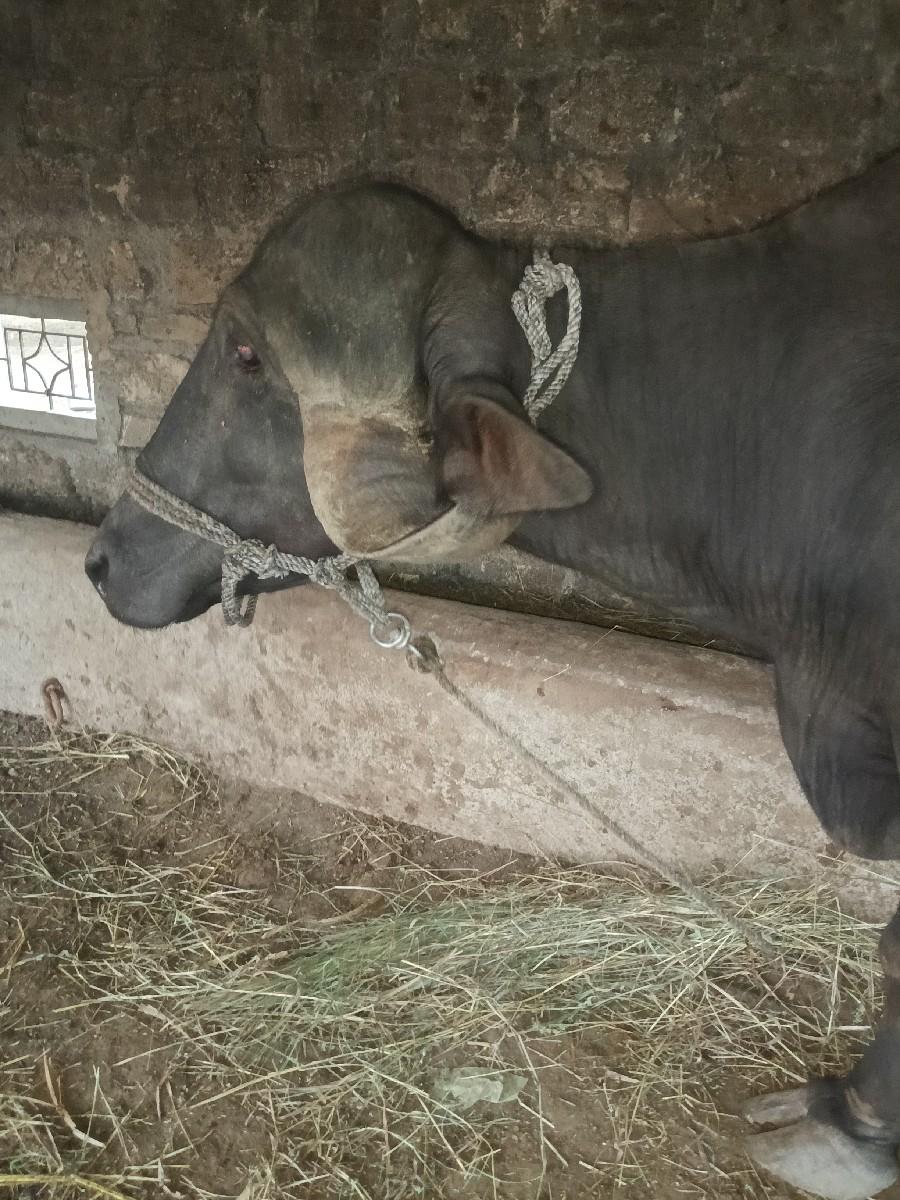 થંબનેલ 3