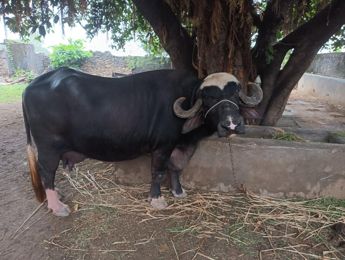 થંબનેલ 2