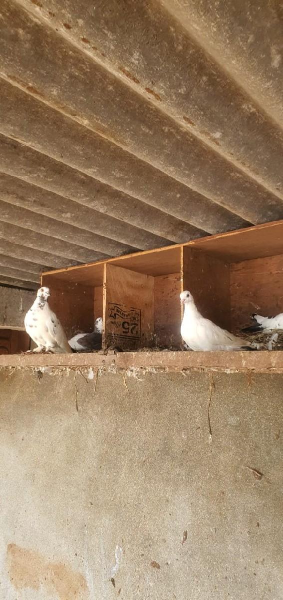 થંબનેલ 2