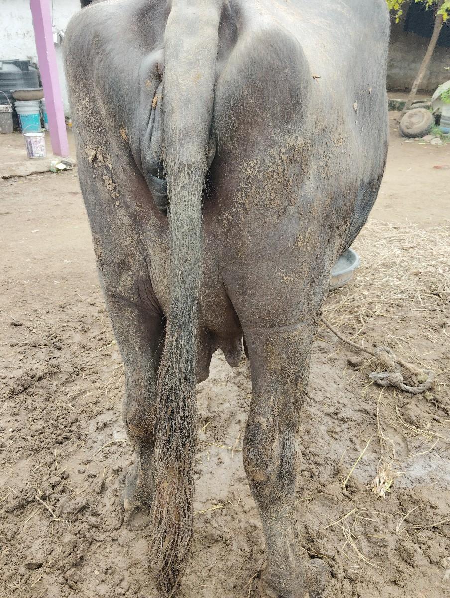 થંબનેલ 3