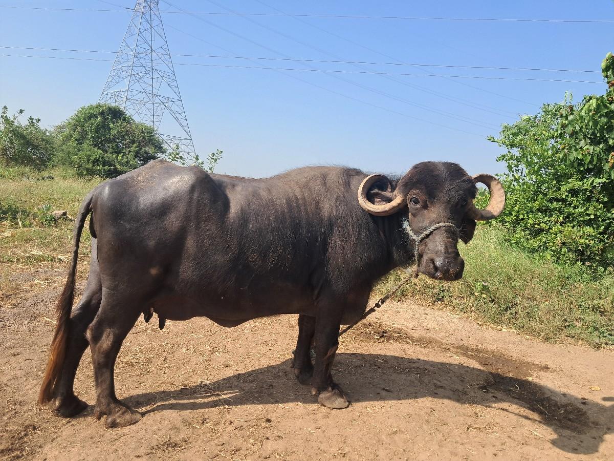 ભેંસ વેચવાની છે