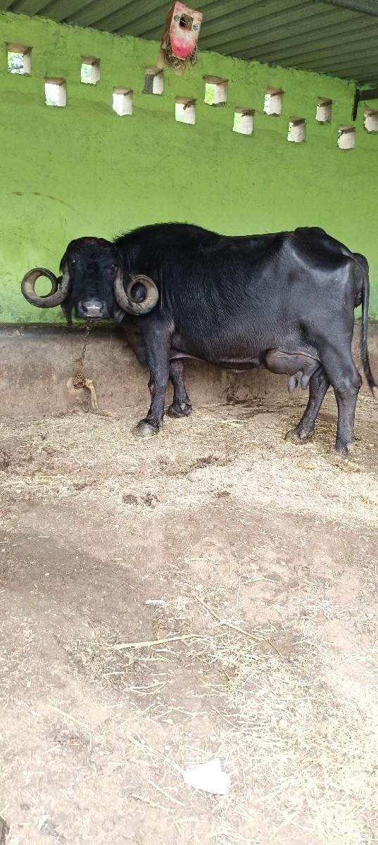 થંબનેલ 3