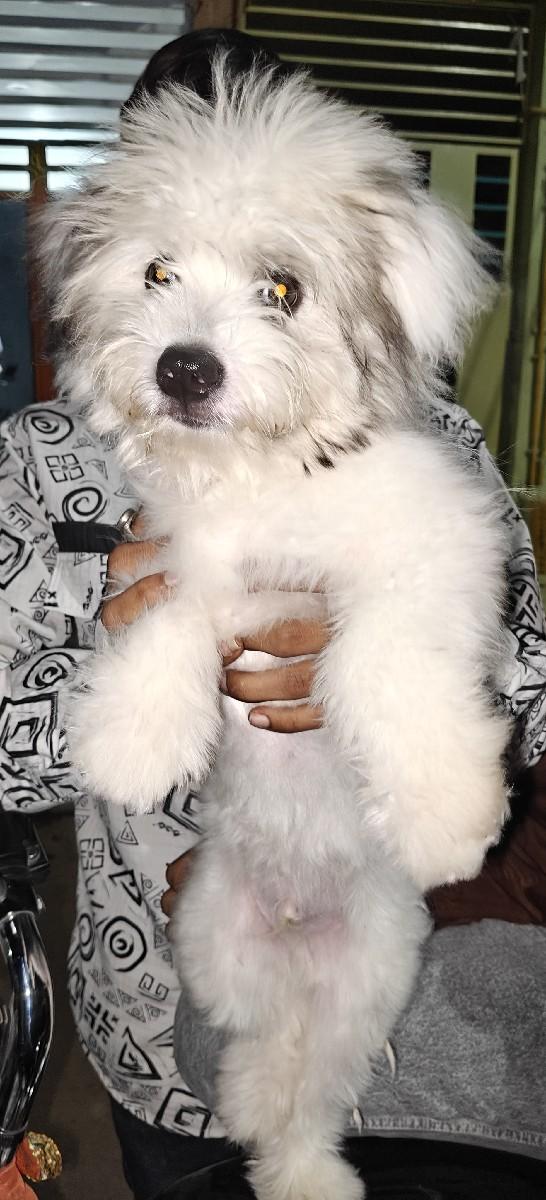 લાસા મેલ પપી ત્રણ મંથ