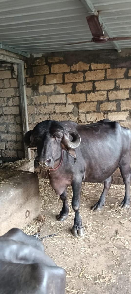 થંબનેલ 3