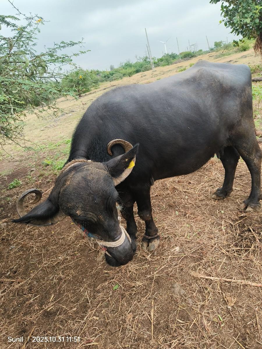 થંબનેલ 2