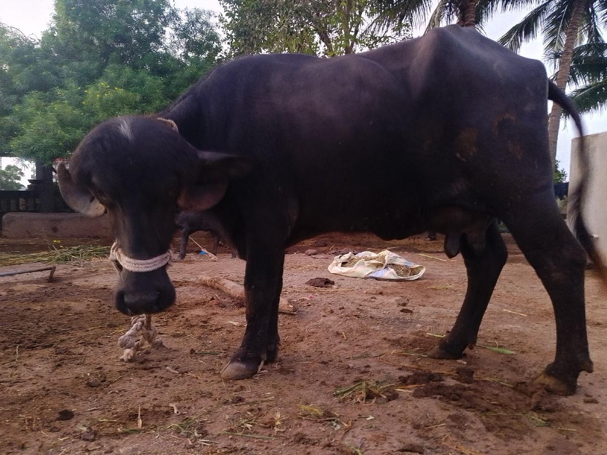 थंबनेल 3