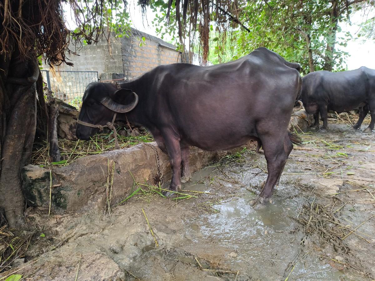 થંબનેલ 3