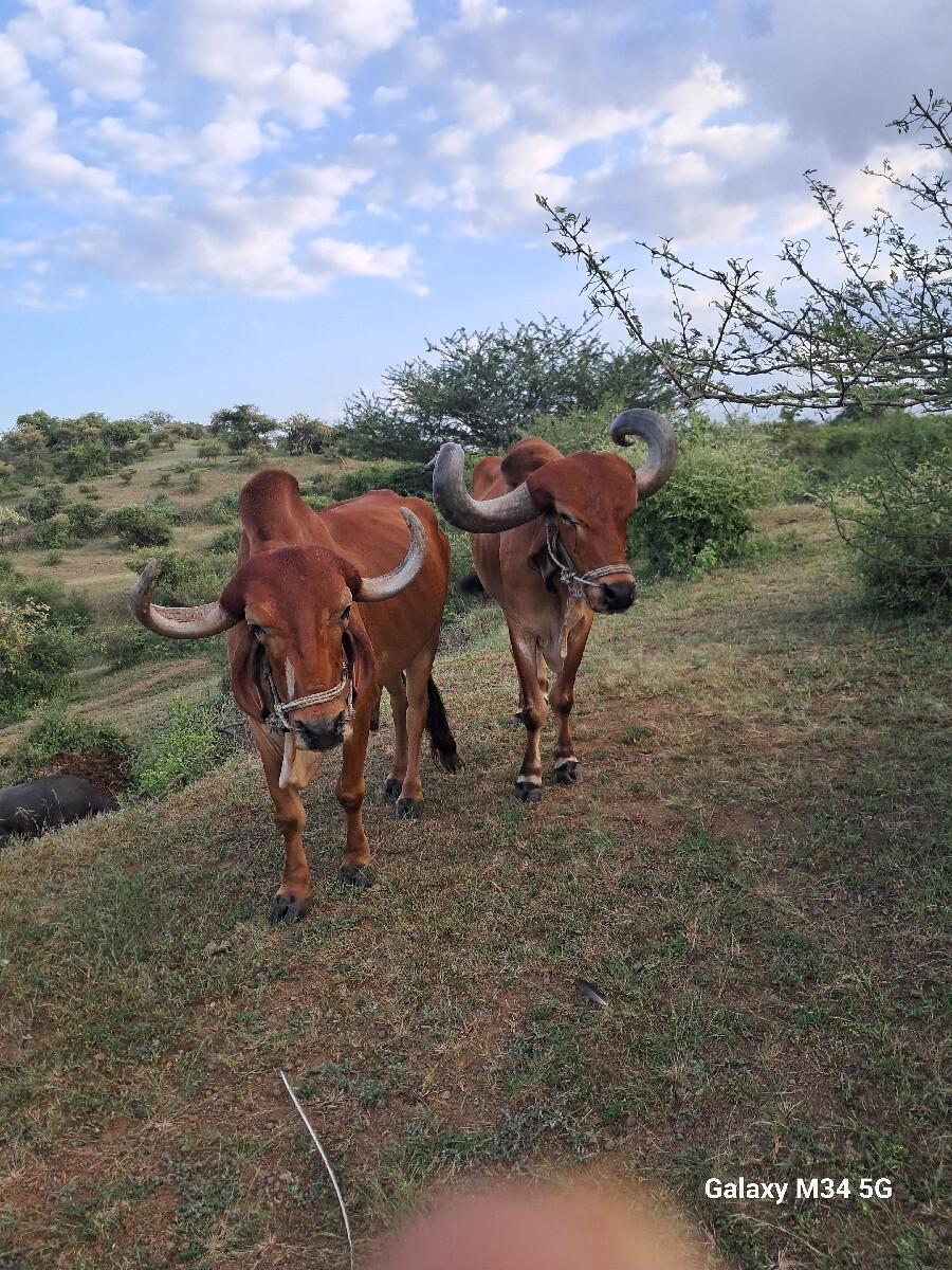 બળદ વેચવાના છે