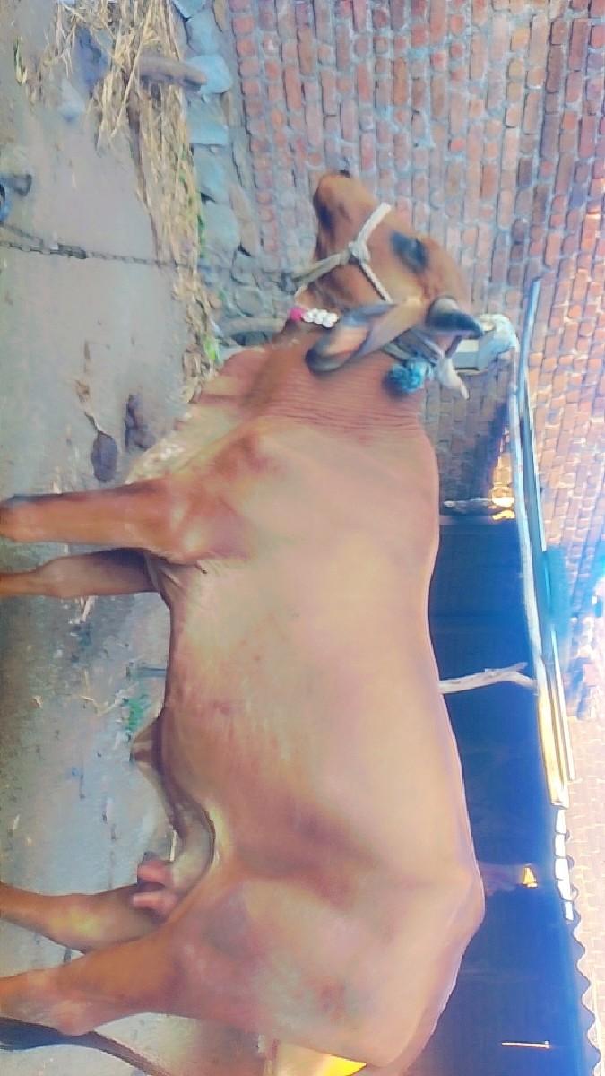 થંબનેલ 3