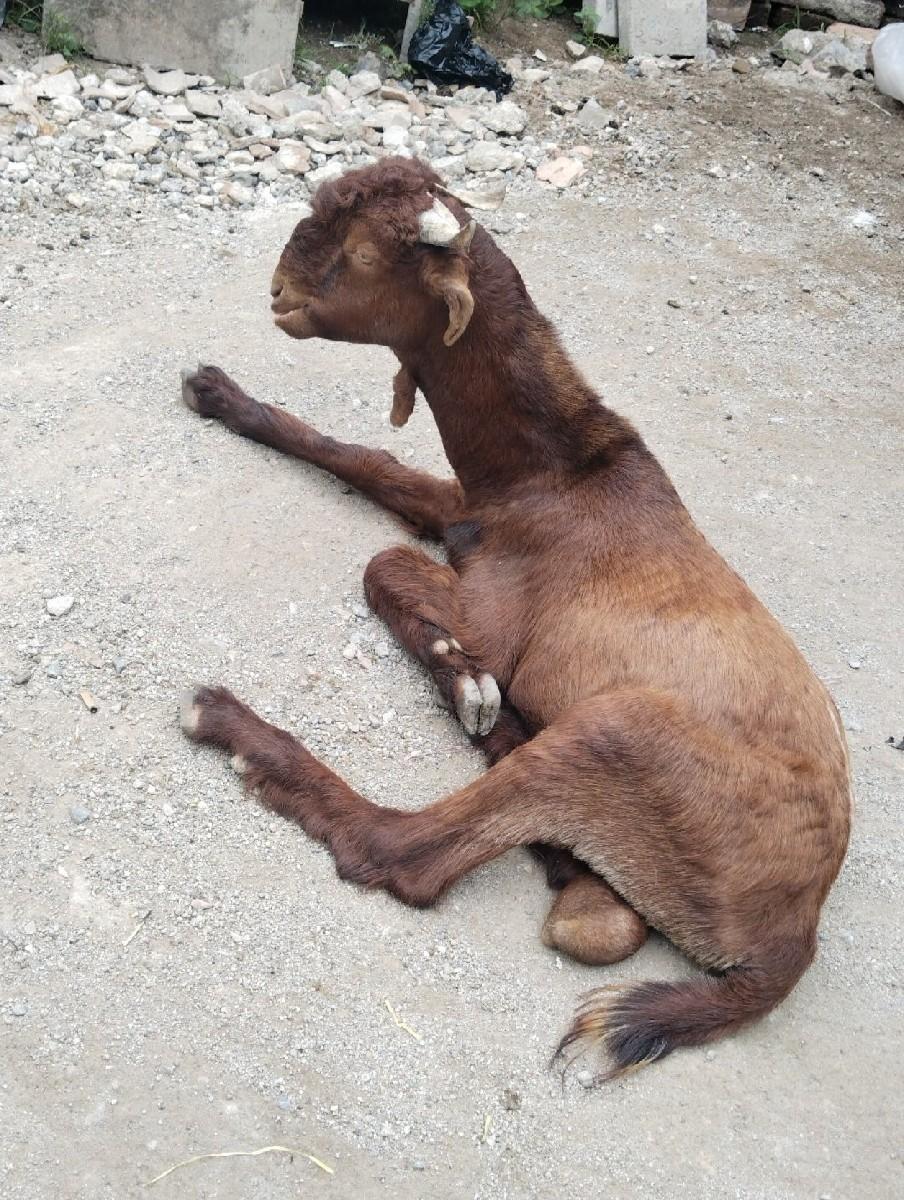 3 બકરા વેચવાના છે