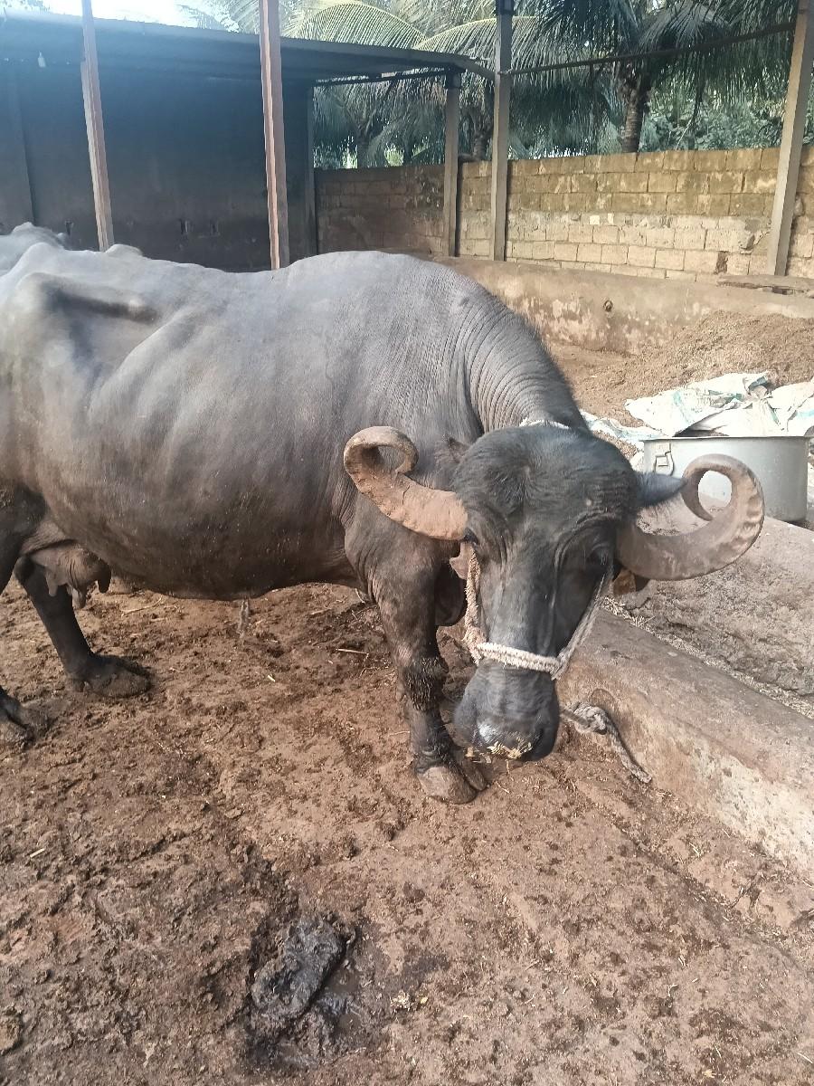 ભેંસ વેચવાની છે