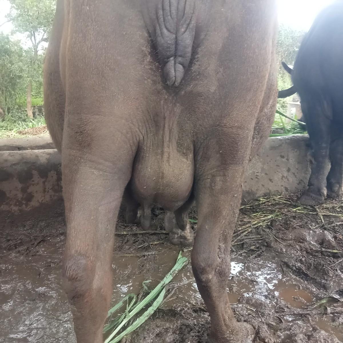 ભેંશ વેચવાની છે