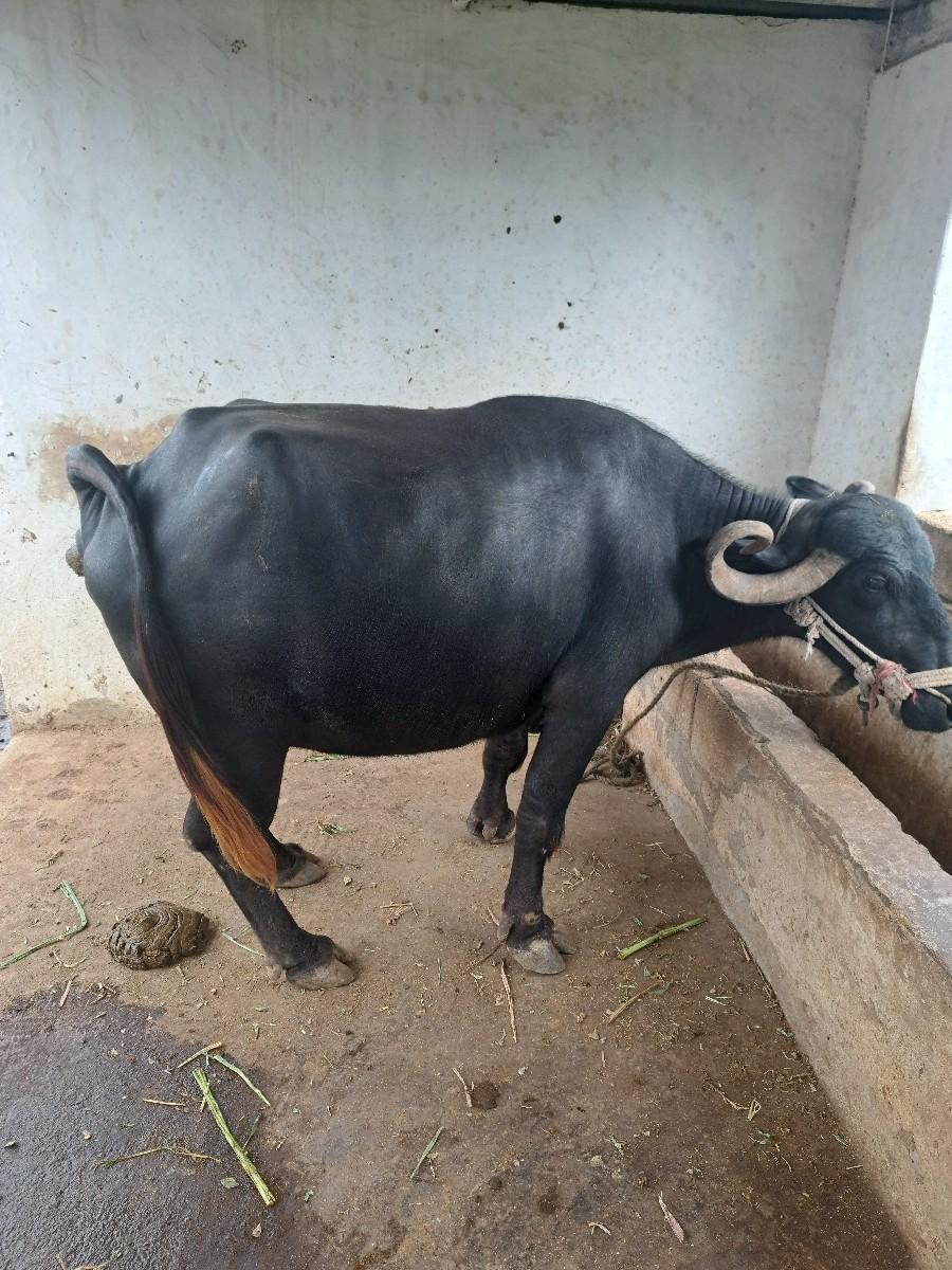 થંબનેલ 3