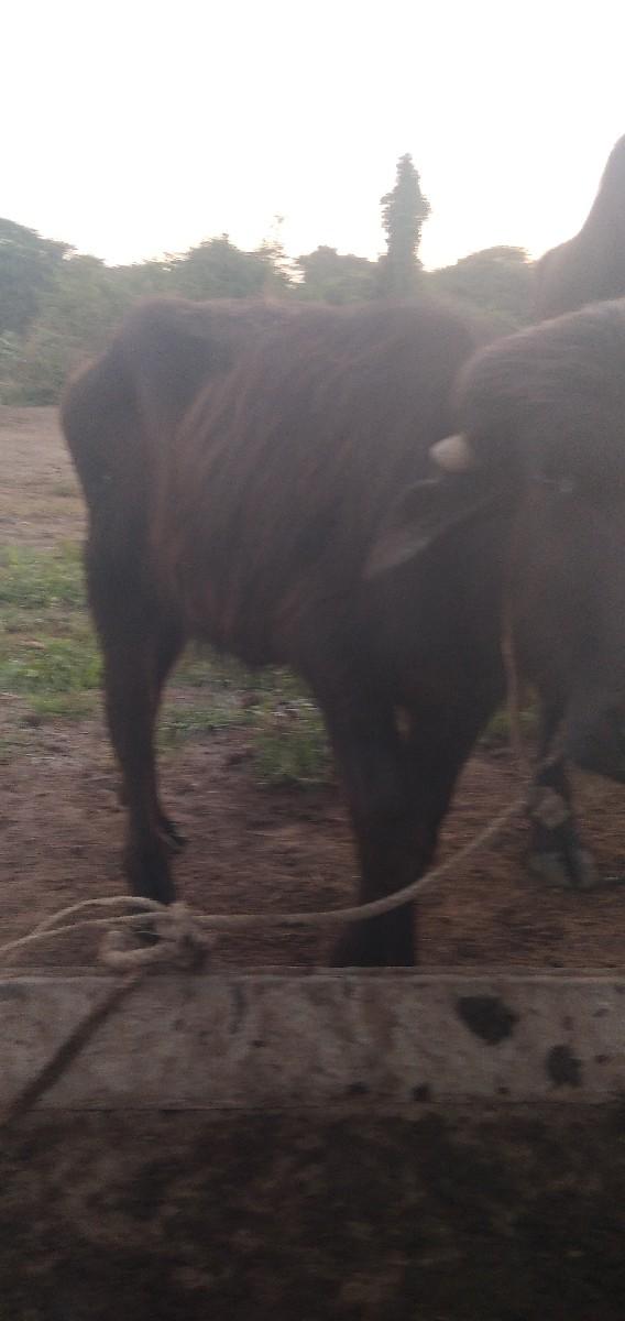 થંબનેલ 3