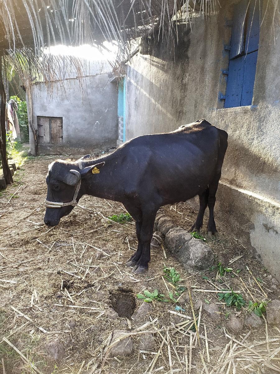 કિંમતમાં લાંબુ ફેરફારનહીં થા. 36500