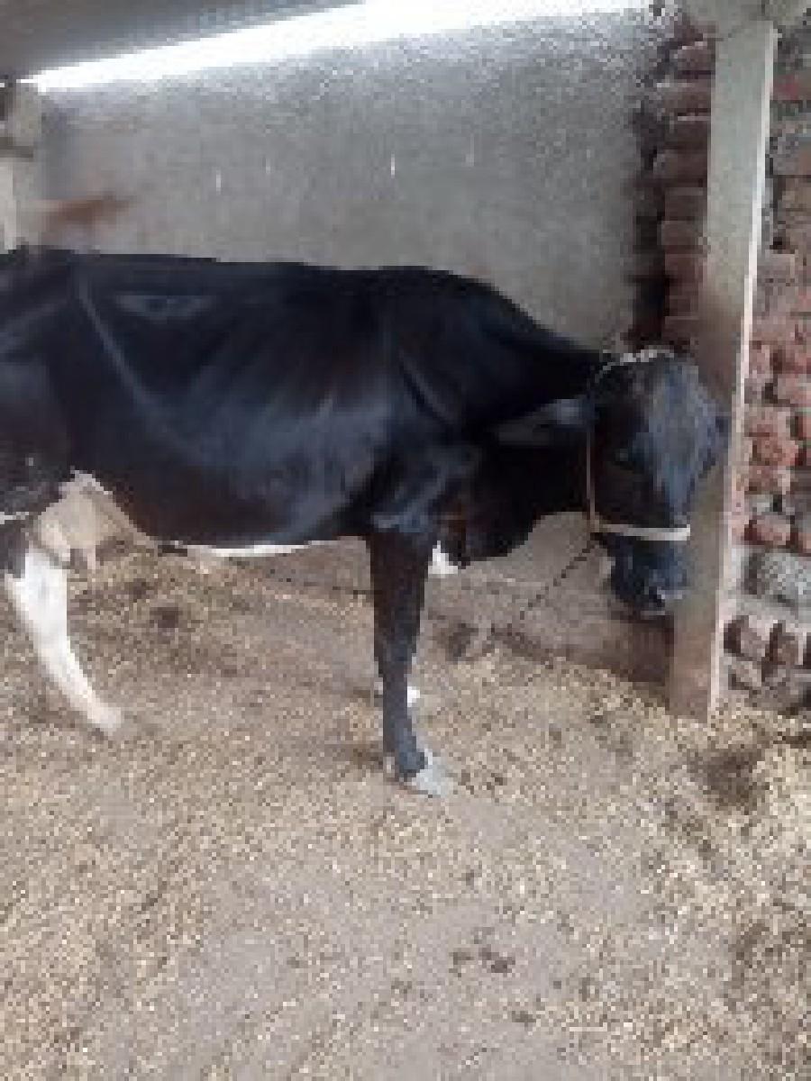 થંબનેલ 2