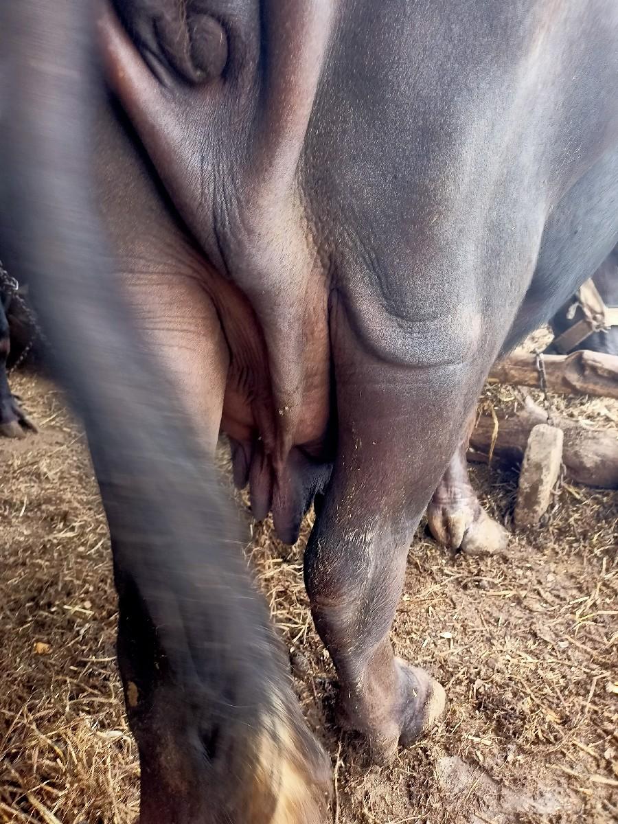 ભેંશ વેચવાની છે