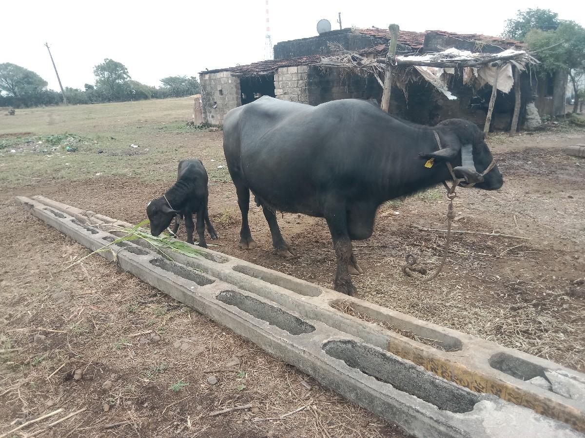 થંબનેલ 2