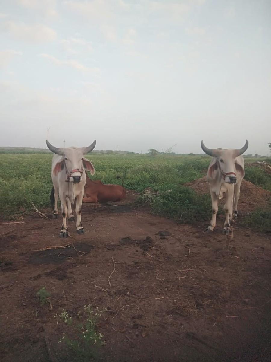 આદમભાઇ પગ