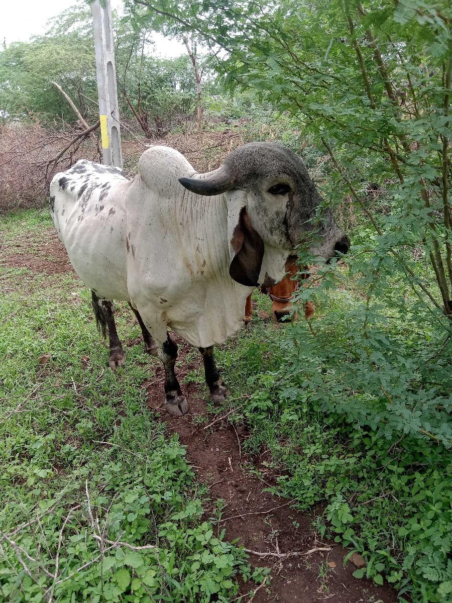 માલધારી ગીર ડેરી ફાર્મ