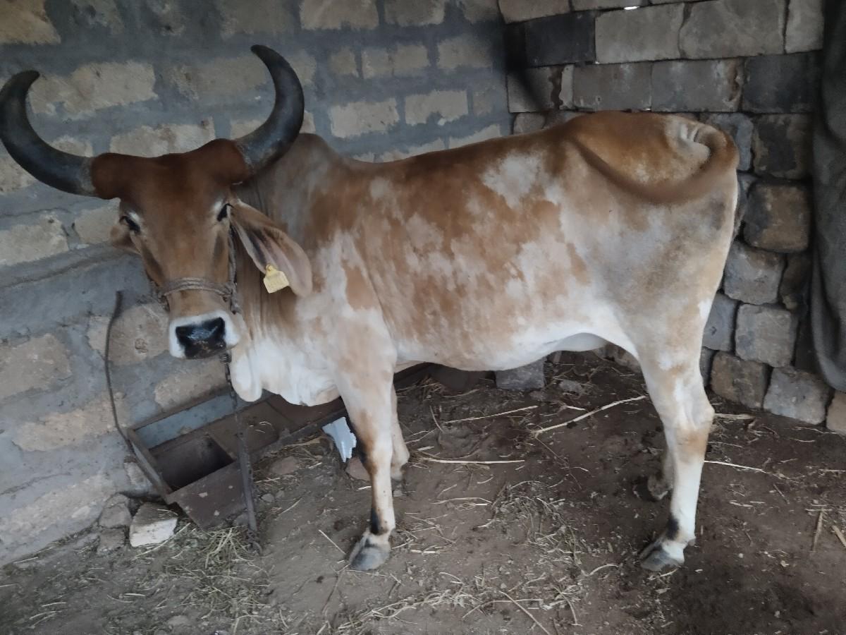 વેચવા ની છે