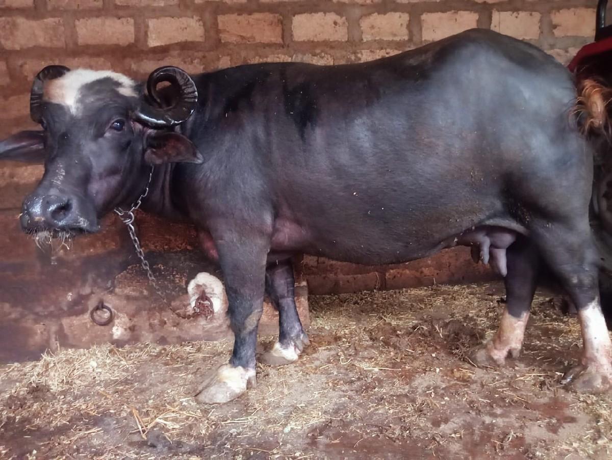 ભેંશ વેસવાની છે