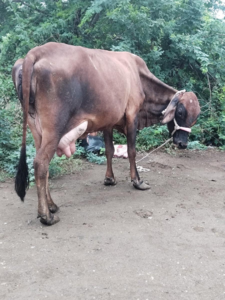 थंबनेल 3