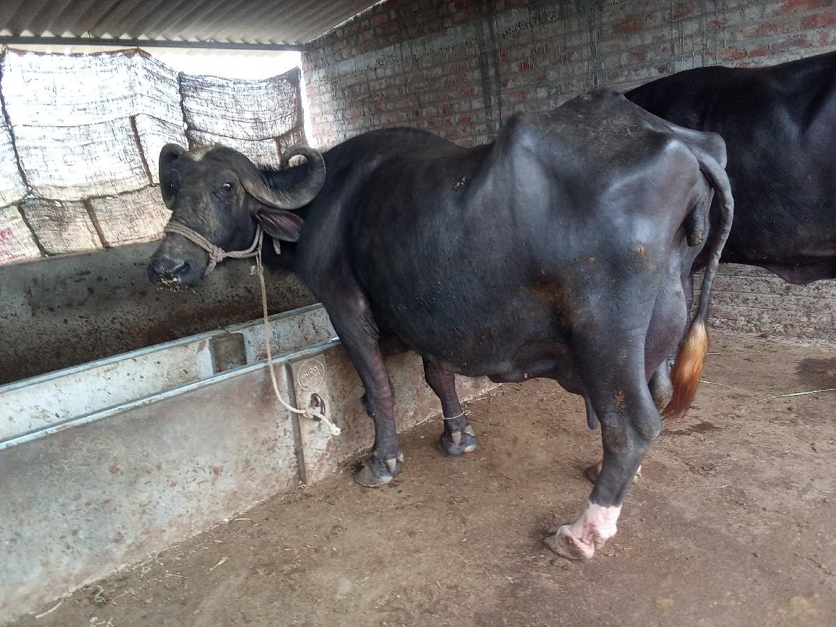 થંબનેલ 2