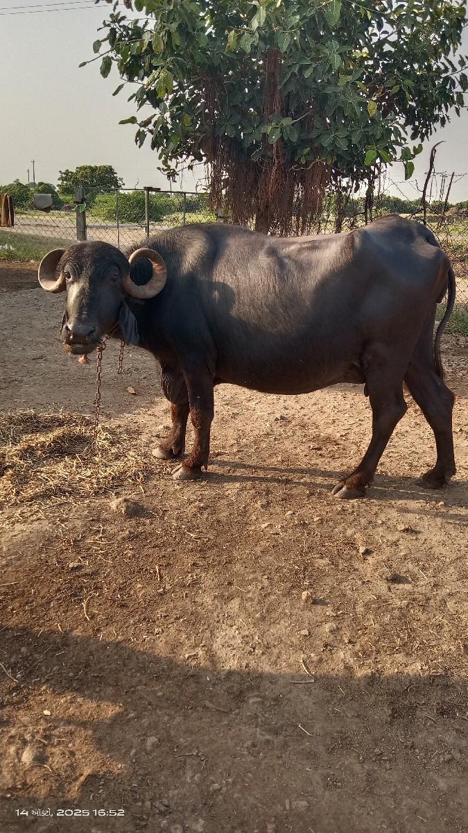 થંબનેલ 3