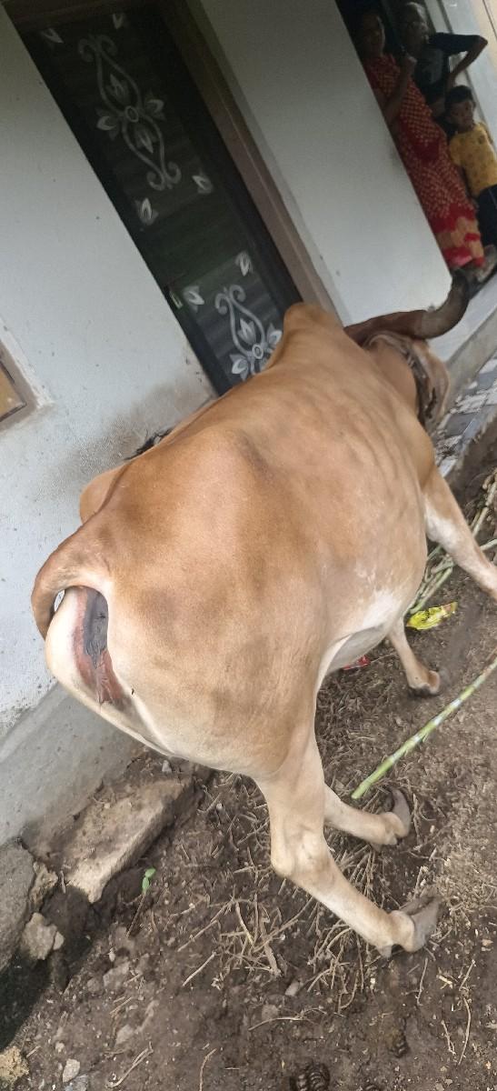 ગાય વેસવાની સે