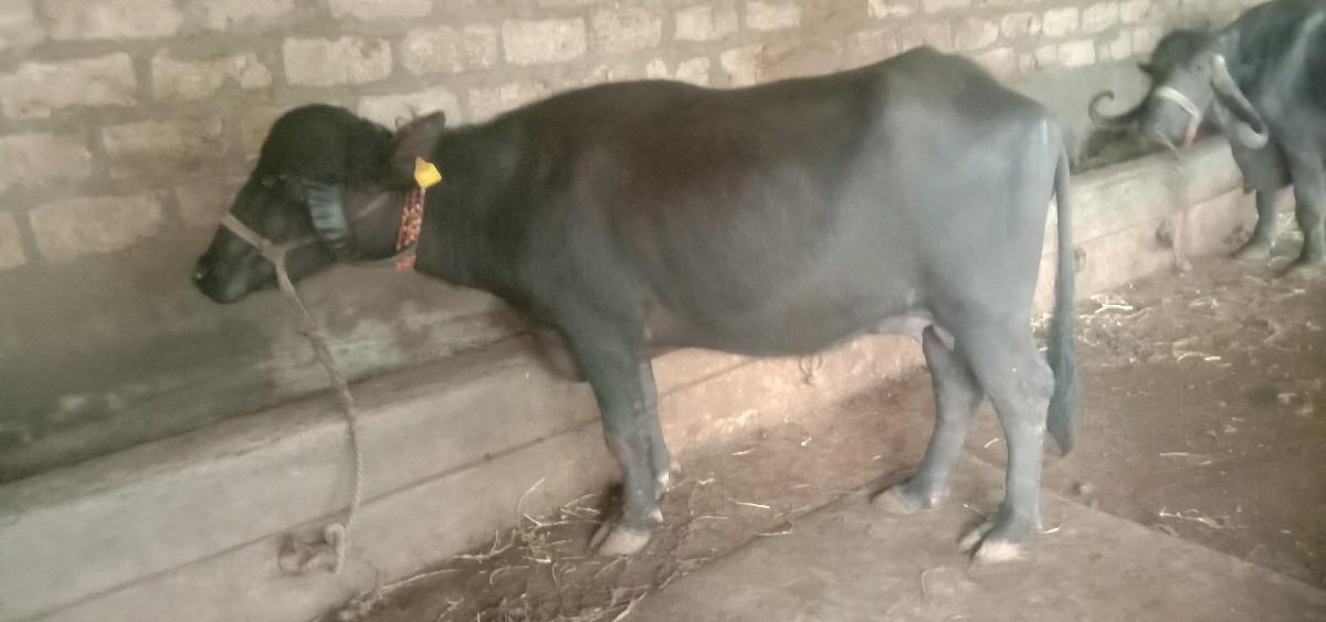 થંબનેલ 3