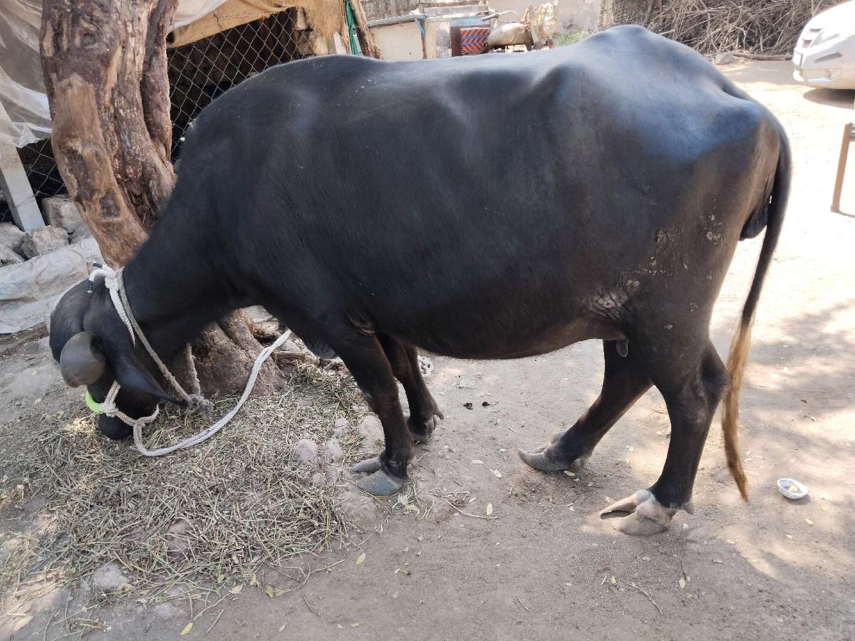 થંબનેલ 2