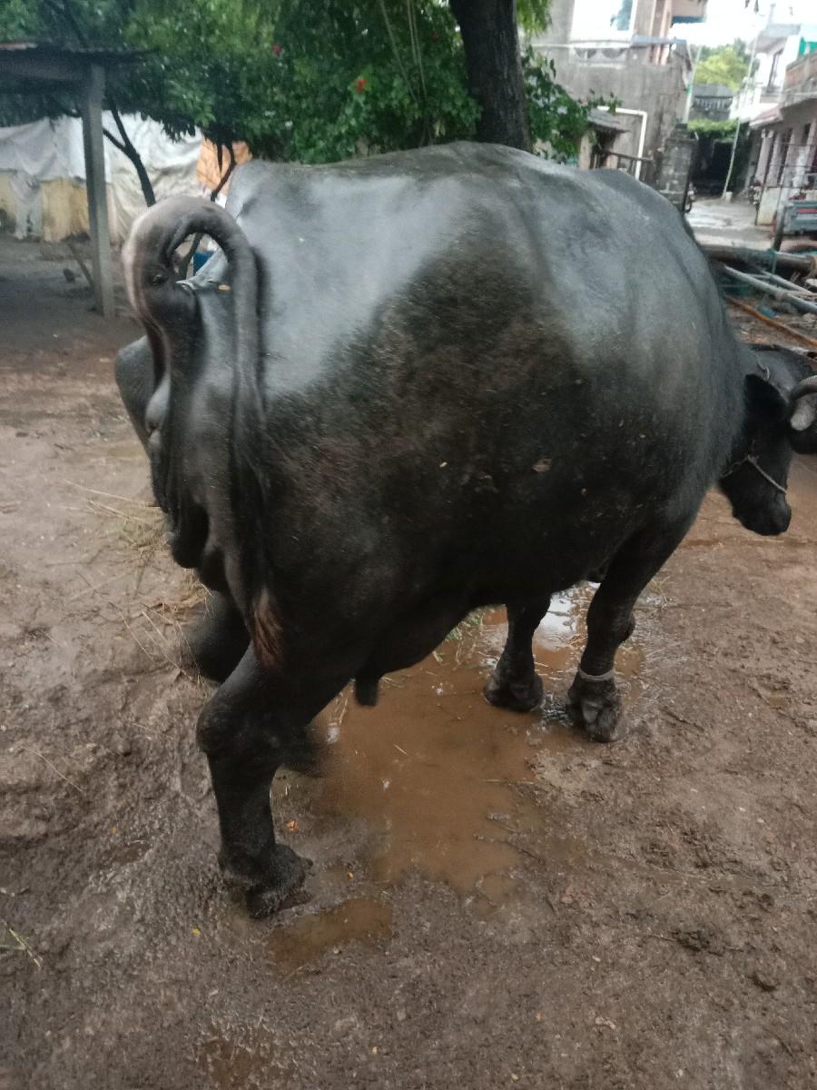 થંબનેલ 3