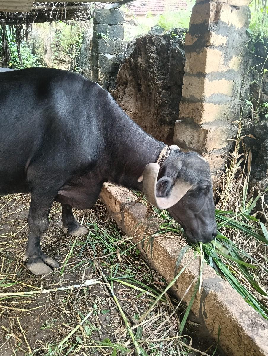 થંબનેલ 3