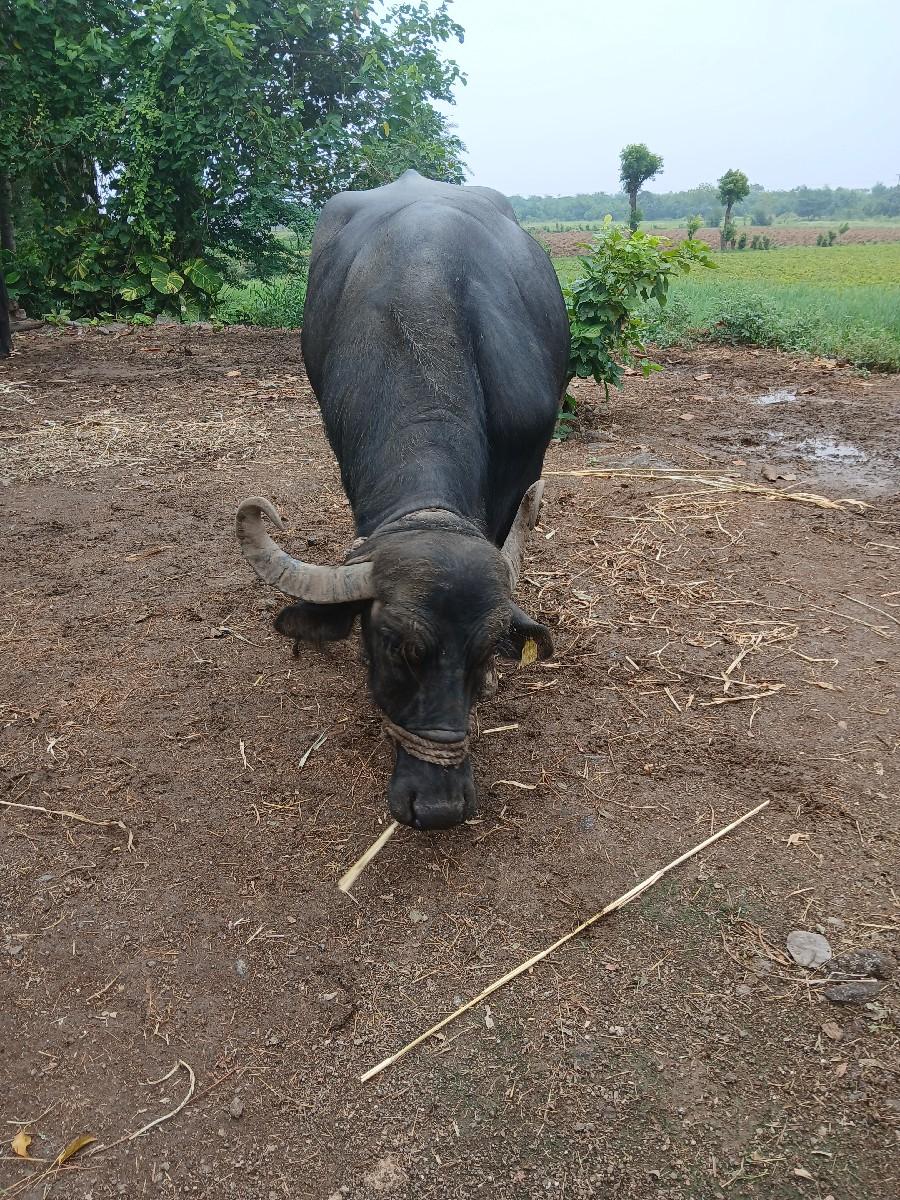 થંબનેલ 2