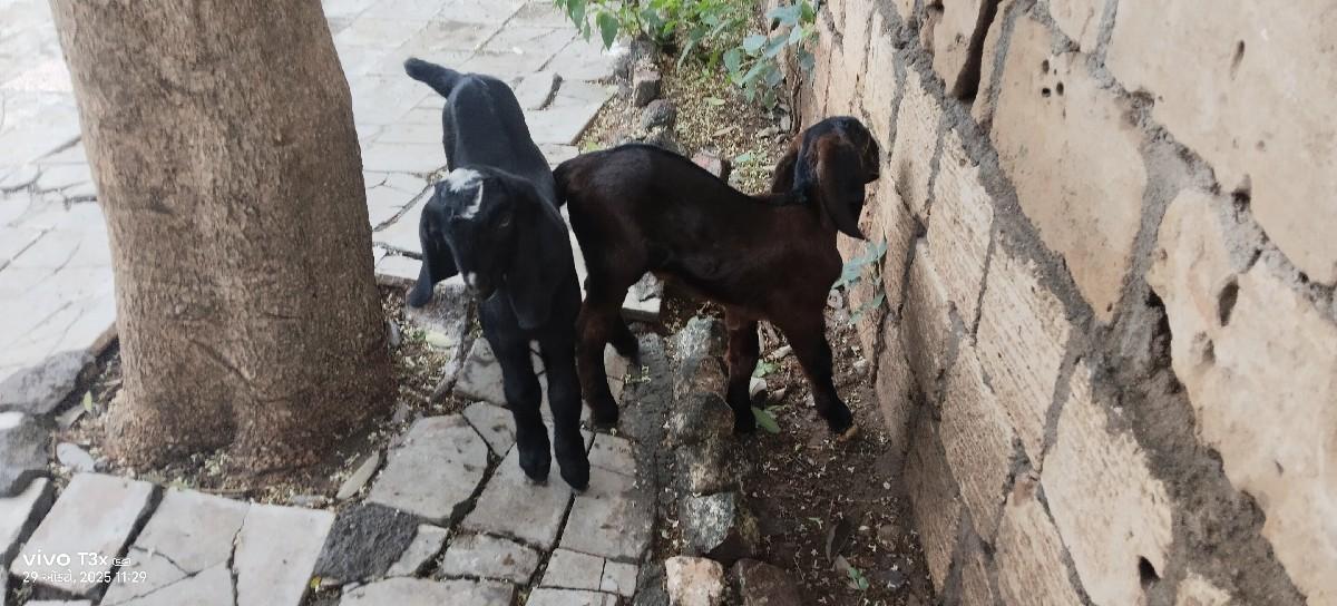 બે બકરા વેચવાના છે