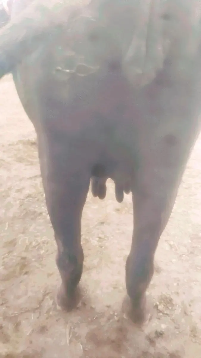 થંબનેલ 2