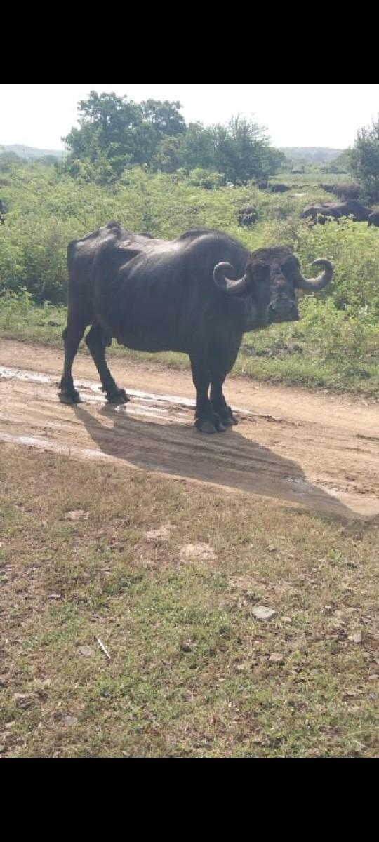 ભેંસો વેચવાની છે
