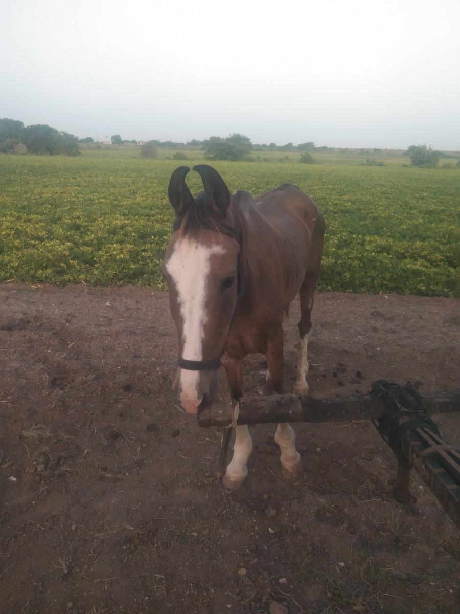 ઘોડી વેચવાની છે પાશ વર્ષ