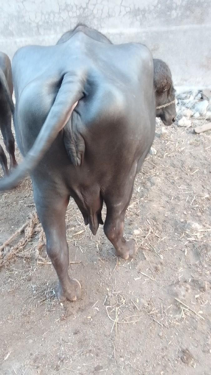 થંબનેલ 2